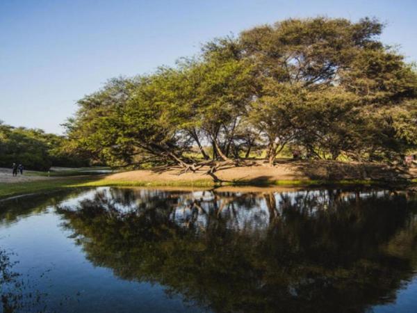 Canoncillo Natural Forest: The Last Oasis of Carob Trees