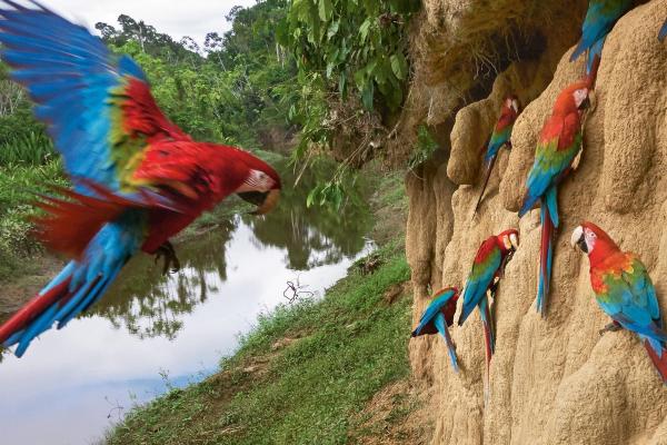 Manu Extreme Biodiversity