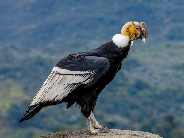 The Andean Condor, beauty and majesty on the sky