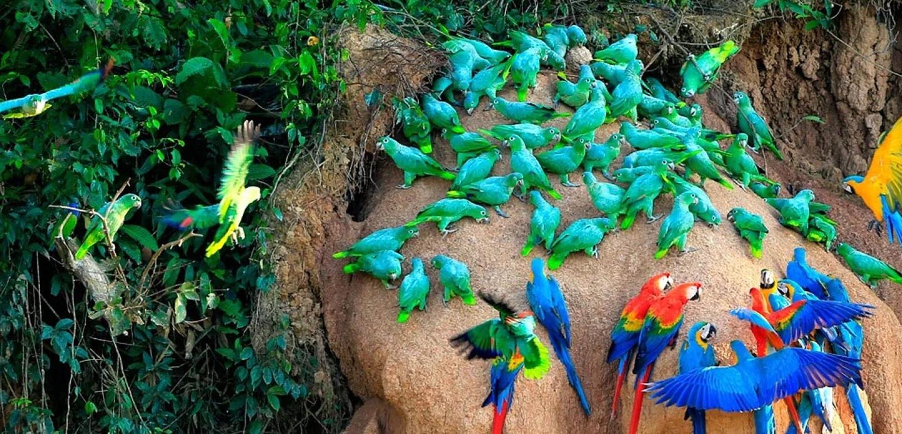 Rainforest Holidays